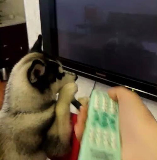 二哈雙手趴在椅子上,專心致志看電視,主人一關電視反應亮了